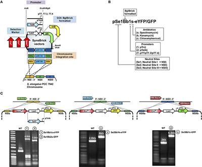 Development of SyneBrick Vectors As a Synthetic Biology Platform for Gene Expression in Synechococcus elongatus PCC 7942